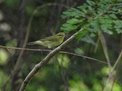 Phylloscopus nitidus