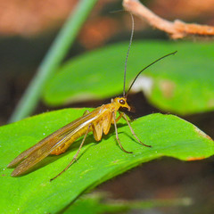 Brachypanorpa oregonensis