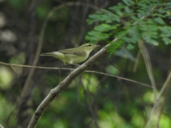 Phylloscopus nitidus