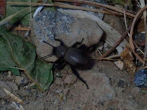 photo of Woolly Darkling Beetle (Eleodes osculans)