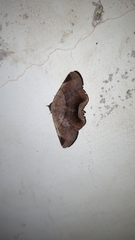 Psimada quadripennis