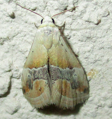 Eublemma parva