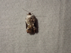 Acleris nivisellana