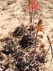 Aloe grandidentata