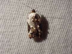Acleris nivisellana