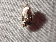 Acleris nivisellana