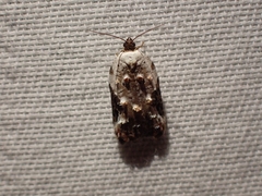 Acleris nivisellana