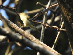 Phylloscopus nitidus