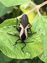 Sephina vinula