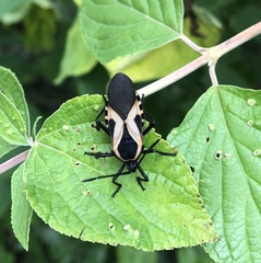Sephina vinula