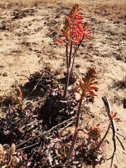 Aloe grandidentata