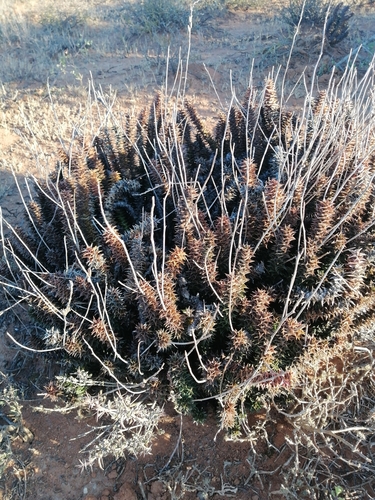Haworthia foliolosa (Haw.) Haw. 2