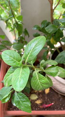 Catharanthus roseus