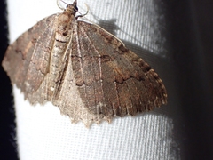 Triphosa