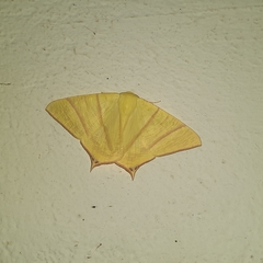 Ourapteryx marginata