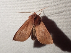 Orthosia transparens