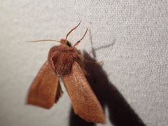 Orthosia transparens