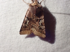 Cerastis enigmatica