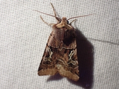 Cerastis enigmatica