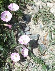 Convolvulus chinensis