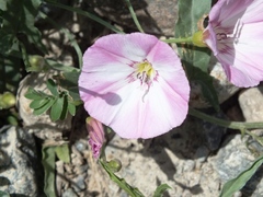 Convolvulus chinensis