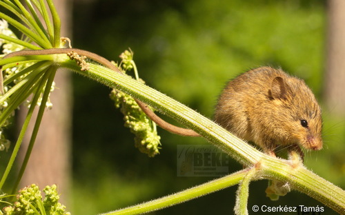 Caucasian Birch Mouse (Sicista caucasica) — Near Threatened Mammalia