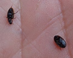 Enochrus quadripunctatus