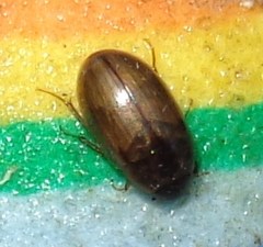 Enochrus quadripunctatus