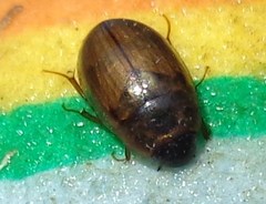 Enochrus quadripunctatus