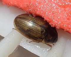 Enochrus quadripunctatus