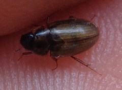 Enochrus quadripunctatus