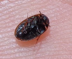 Enochrus quadripunctatus