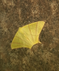 Ourapteryx marginata