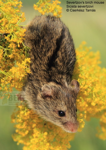 Southern Birch Mouse