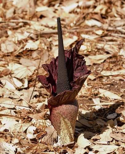 Amorphophallus mossambicensis, photograph 2