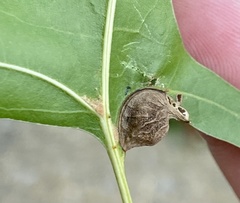 Dryocosmus quercusnotha