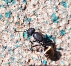 Camponotus sericeus