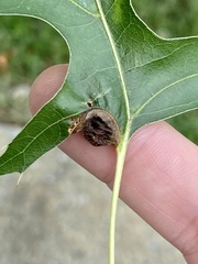 Dryocosmus quercusnotha