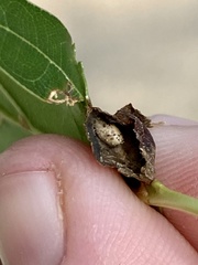 Dryocosmus quercusnotha