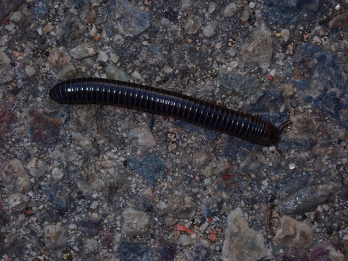 photo of Round-backed Millipedes (Juliformia)