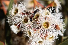 Camponotus ephippium