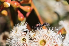 Camponotus ephippium