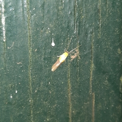 Stathmopoda auriferella