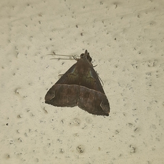 Ophisma