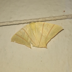 Ourapteryx marginata