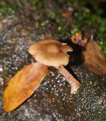 Armillaria hinnulea