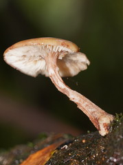 Armillaria hinnulea