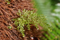 Hymenophyllum australe