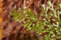 Hymenophyllum australe