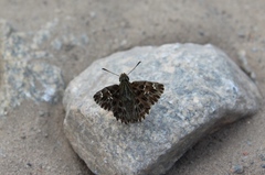 Carcharodus
